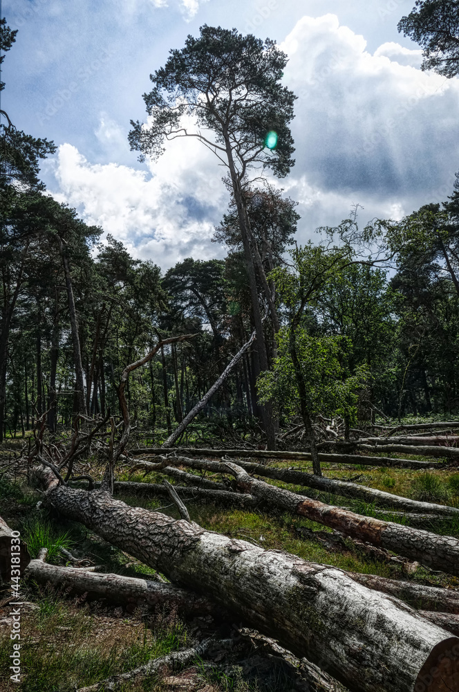 Bäume und Baumstämme im Diersfordter Wald Bäume und Baumstämme im Diersfordter Wald
