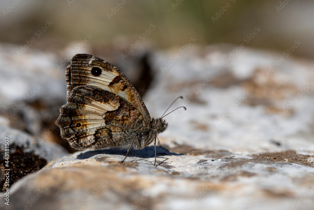 Fototapeta premium White-banded Tawny Rockbrown, Pseudochazara anthelea