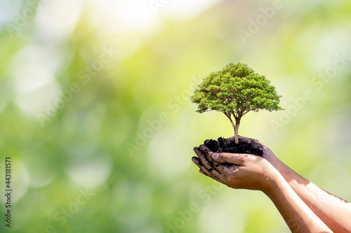 Hand planted trees with natural green background. concept of plant growth and environmental protection