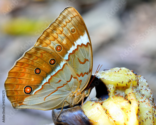 eautiful butterfly, Camberdian junglequeen sitting on the sweet banana fruit with nice blur background photo