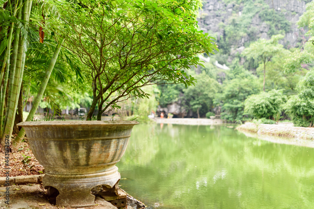 Fototapeta premium Scenic green tree growing in pot near artificial pond, Vietnam