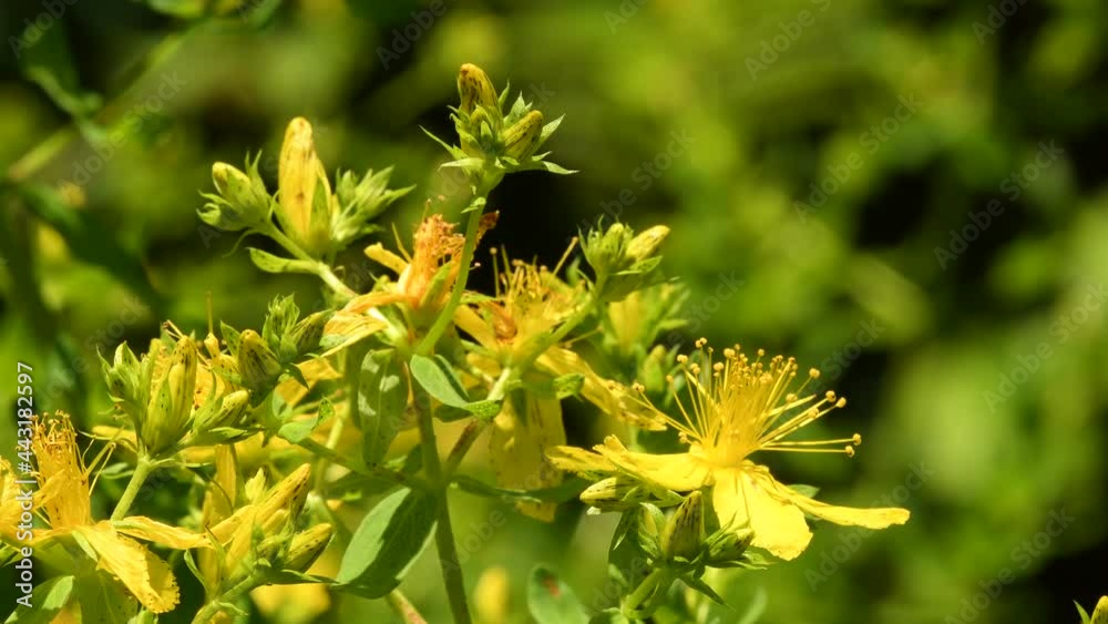 John's wort, medicinal plant with flower John's wort, medicinal plant with flower