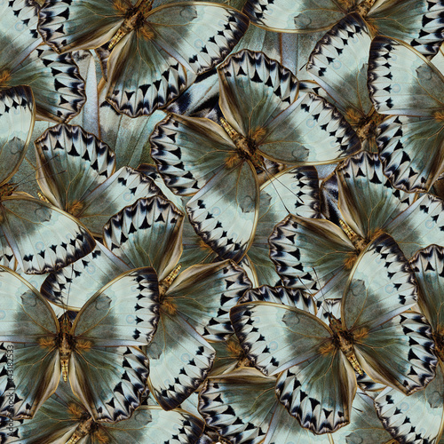 Exotic Grey and Pale Green Background made of Cambodian Junglequeen Butterflies in the greatest design and pattern photo