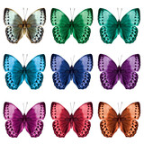 The Beautiful Set of Cambodian Junglequeen butterflies in various fancy colors isolated on white