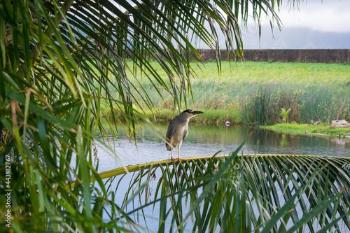 Night Heron or 'Auku'u sitting on the branch of a palm tree in Kawainui Marsh in Kailua on Oahu, Hawaii