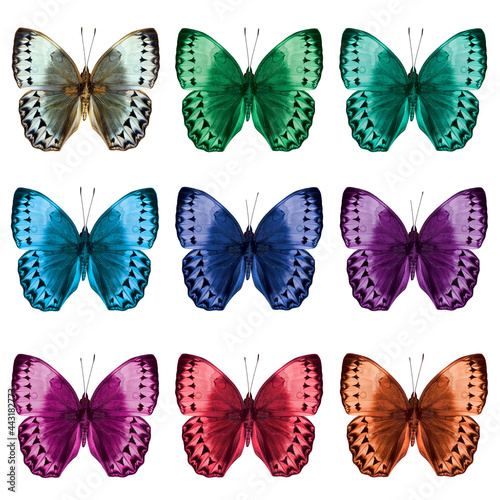 The Beautiful Set of Cambodian Junglequeen butterflies in various fancy colors isolated on white