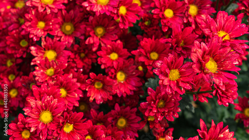 Red chrysanthemum flowers in the garden background.