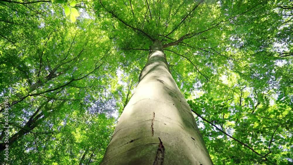 Bottom view of a lush poplar tree with straight trunk