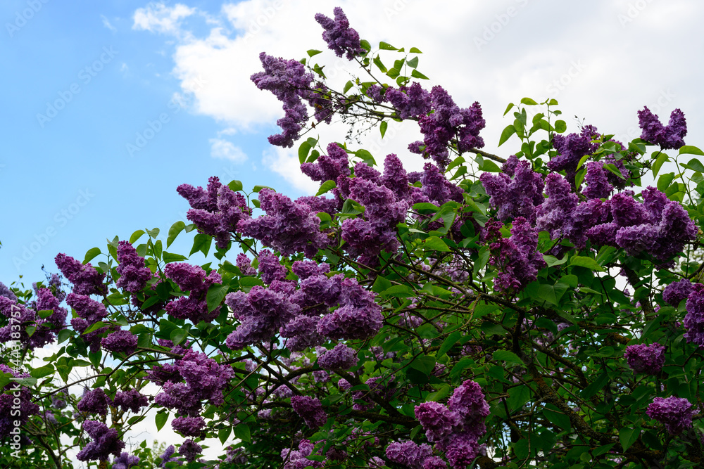 High resolution photo of lilac flowers on a background of blue sky with clouds High resolution photo of lilac flowers on a background of blue sky with clouds