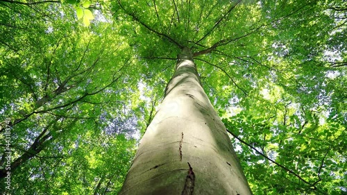 Bottom view of a lush poplar tree with straight trunk