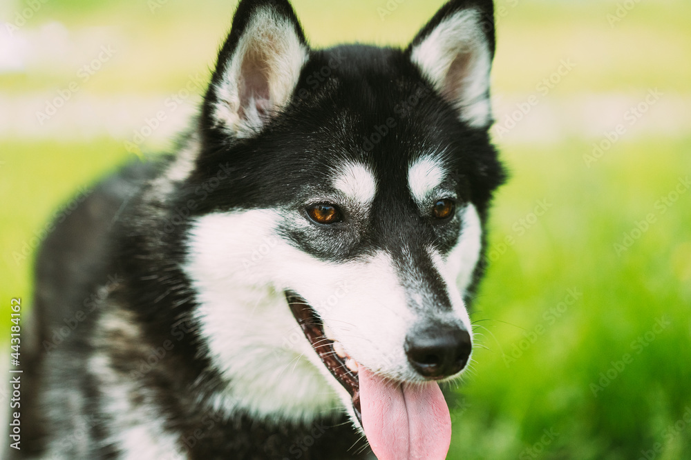 Husky Dog Sit In Summer Greeen Grass. Funny Lovely Pet Dog