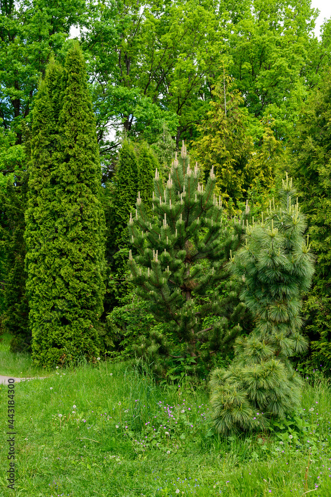 High resolution photo of landscaping with bushes