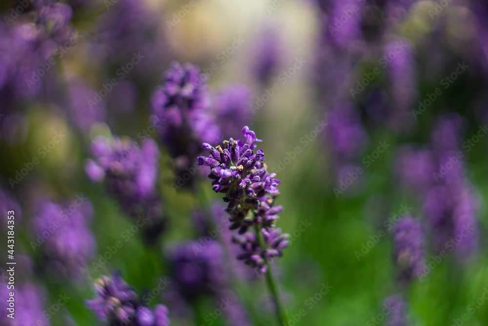 Obraz premium Violet lavender flower with swirl bokeh background