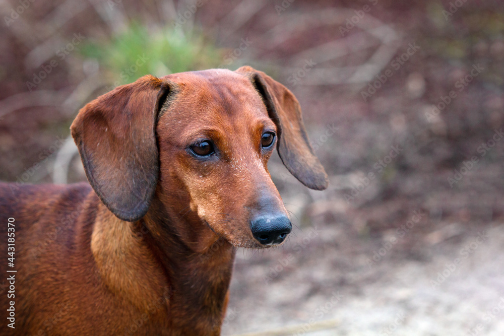 red dachshund dog portrait in natural background