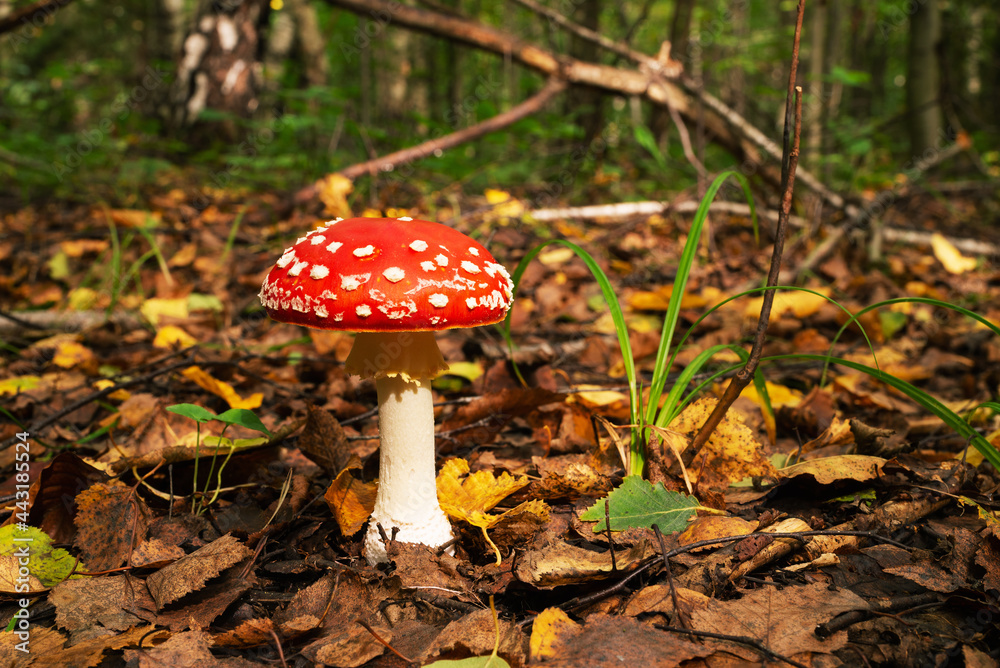 A mushroom of a red fly agaric warms up in the soft autumn rays A mushroom of a red fly agaric warms up in the soft autumn rays
