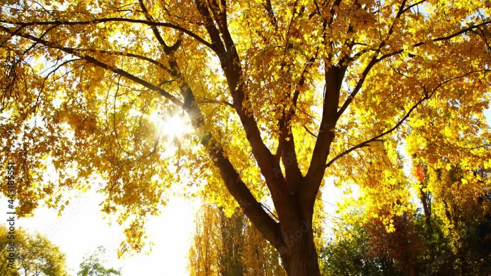 Low-angle shot of autumn maple trees, sunshine through yellow maple leaves Low-angle shot of autumn maple trees, sunshine through yellow maple leaves