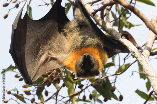 Grey-headed bats roosting in trees