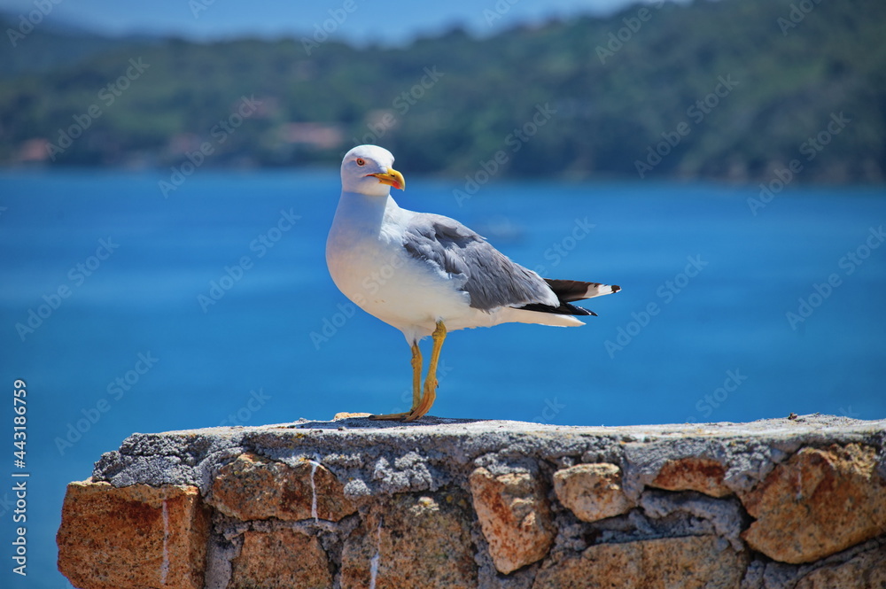 Portrait of seagull against sea shore Portrait of seagull against sea shore