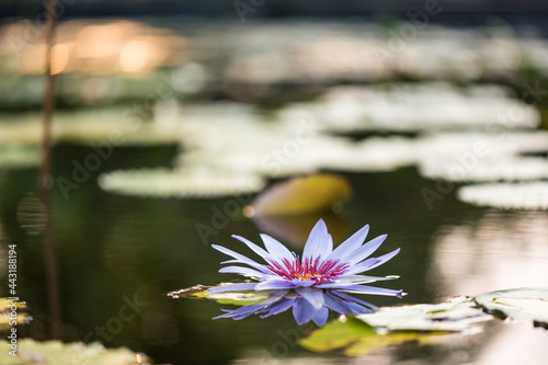 purple lotus flower with sunrise bokeh on water