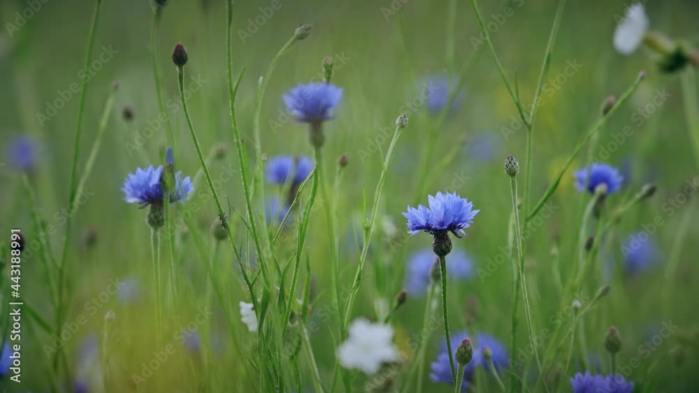 Centaurea cyanus, commonly known as cornflower or bachelor's button, is an annual flowering plant in the family Asteraceae native to Europe. Centaurea cyanus flowers in summer field Centaurea cyanus, commonly known as cornflower or bachelor's button, is an annual flowering plant in the family Asteraceae native to Europe. Centaurea cyanus flowers in summer field