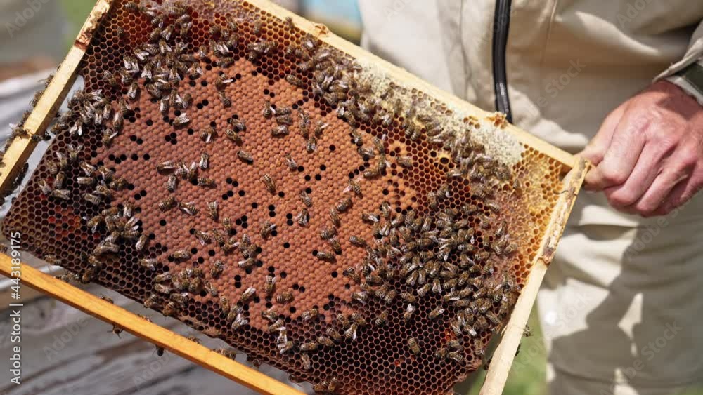 Beekeeper inspecting honeycomb frame at apiary. Cautious man apiarist removing honeycomb with bees for examination Beekeeper inspecting honeycomb frame at apiary. Cautious man apiarist removing honeycomb with bees for examination