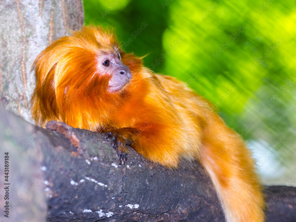 Obraz premium Golden lion tamarin is resting on a tree
