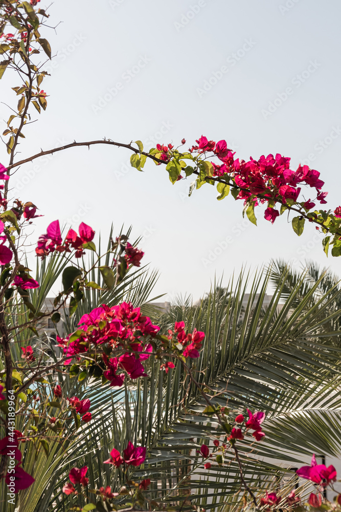 Closeup of tropical plant with beautiful red flowers and palm with green leaves with blue sky. Summer travel vacation floral background