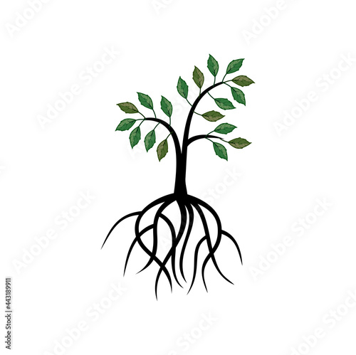 mangrove tree and roots image
