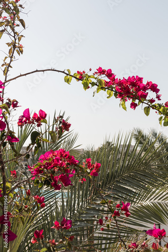 Closeup of tropical plant with beautiful red flowers and palm with green leaves with blue sky. Summer travel vacation floral background