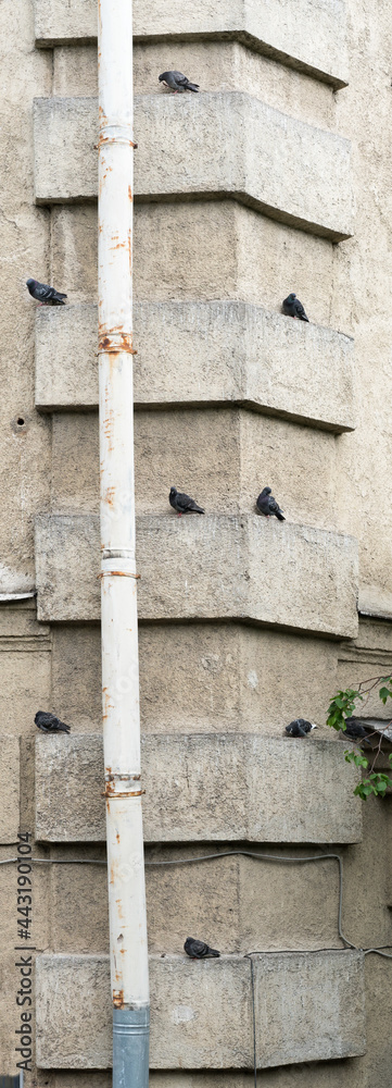 Classical architecture of St. Petersburg (walls, windows, doors).