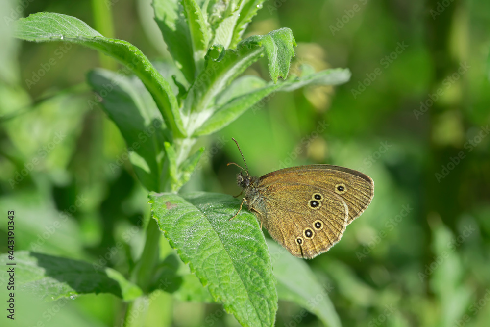 Obraz premium Ringlet butterfly (Aphantopus hyperantus) hides between mint leafs.