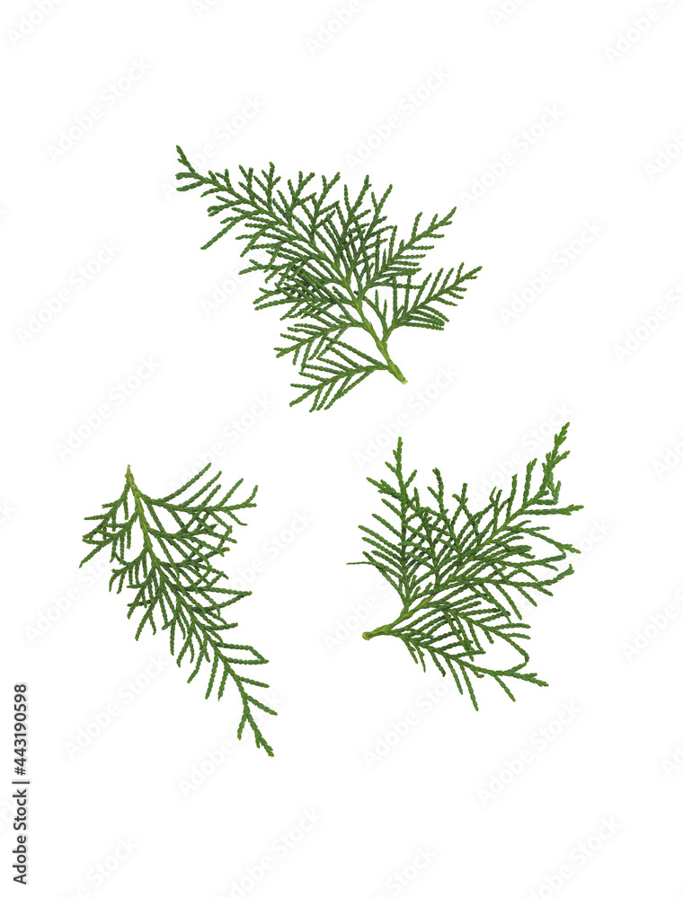 White cedar branches isolated on white background. Thuja occidentalis. White cedar branches isolated on white background. Thuja occidentalis.