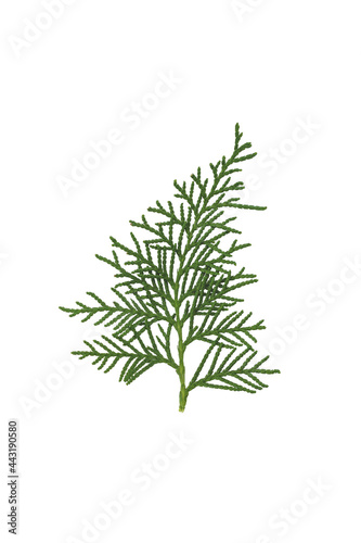 White cedar branch isolated on white background. Thuja occidentalis twig.