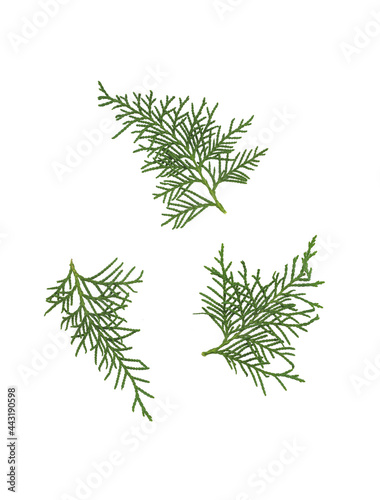 White cedar branches isolated on white background. Thuja occidentalis.