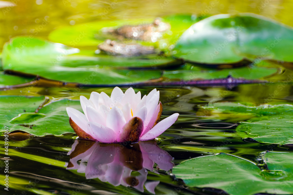 European white water lily and frog in a pond European white water lily and frog in a pond