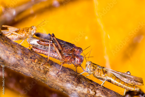 Desert locust is climbing on a branch photo