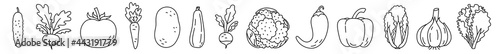 Vegetable sketch. Cucumber, turnip, tomato and carrot. Potato, zucchini, radish and cauliflower. Pepper, garlic and lettuce. Black line vector set. Hand drawn illustration for laser cut