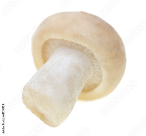 Mushroom Calocybe gambosa on a white background. photo