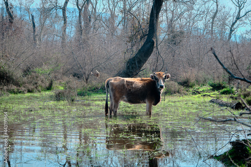 A single and alone cow standing inside the marsh area and wet land and its reflection on pond and puddle covered by huge trees and dried plant in floodplain Karacabey turkey. photo