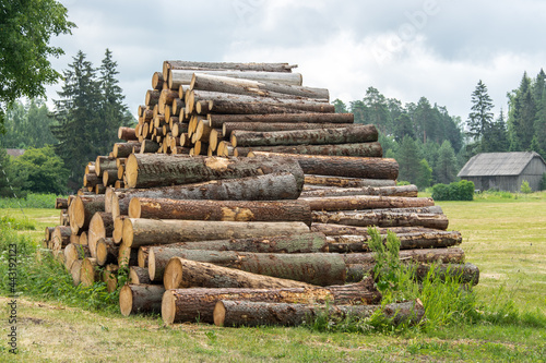 Large pile of logs close-up on the background of the forest and the old barn