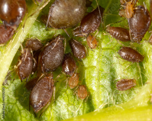 Close-up of aphids on a green leaf.