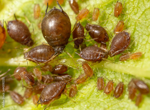 Close-up of aphids on a green leaf.