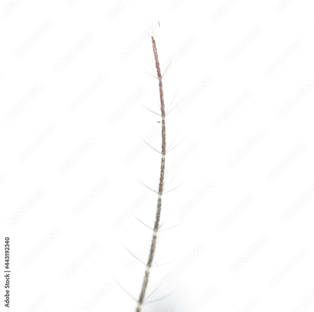 Antenna of a mosquito isolated on a white background. Antenna of a mosquito isolated on a white background.