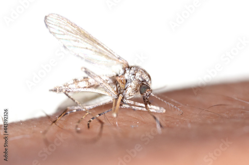 Close-up of a mosquito on human skin. © schankz