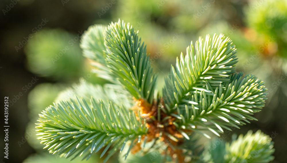 Green needles on coniferous branches in the park. Green needles on coniferous branches in the park.