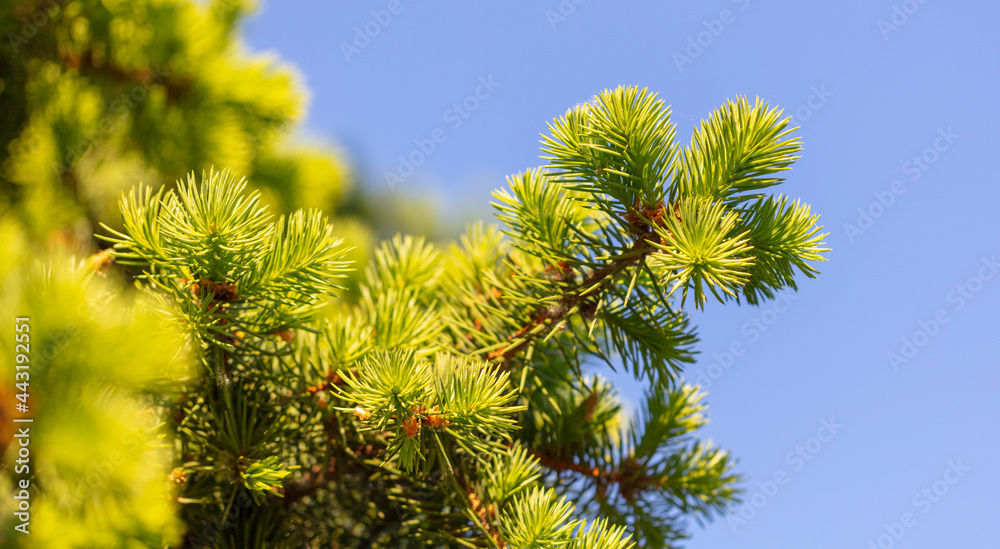 Green needles on coniferous branches Green needles on coniferous branches