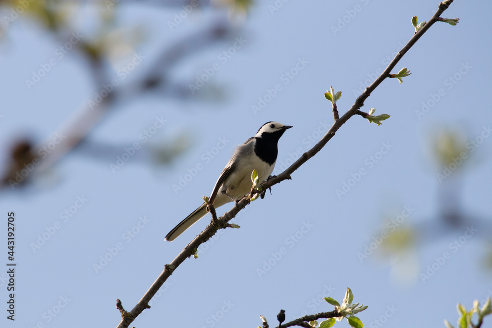 white wagtail