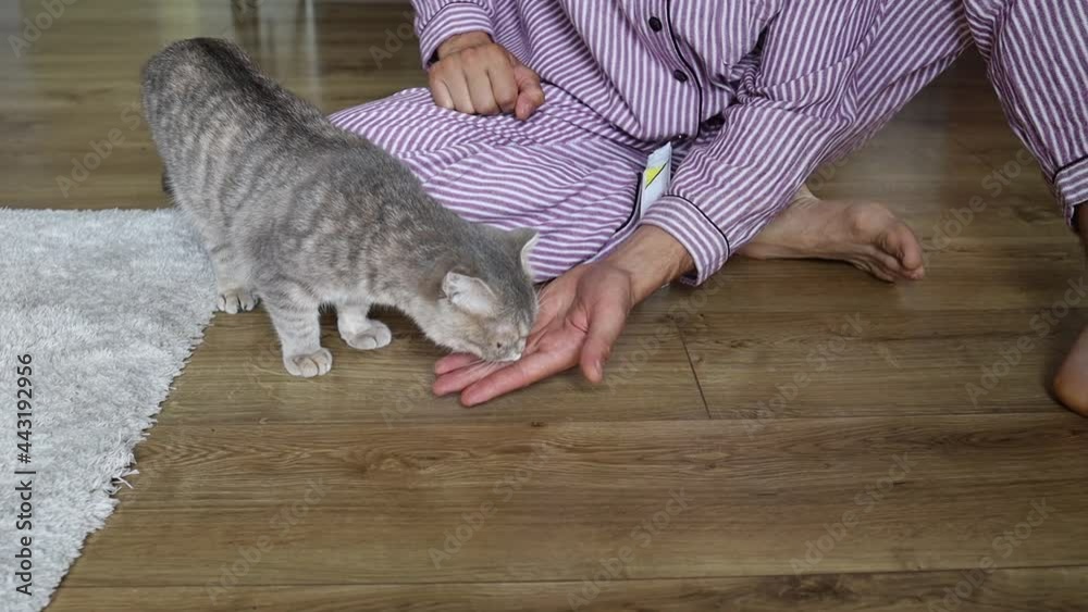 British cat eats a pill from hand. man takes care of the cat and gives