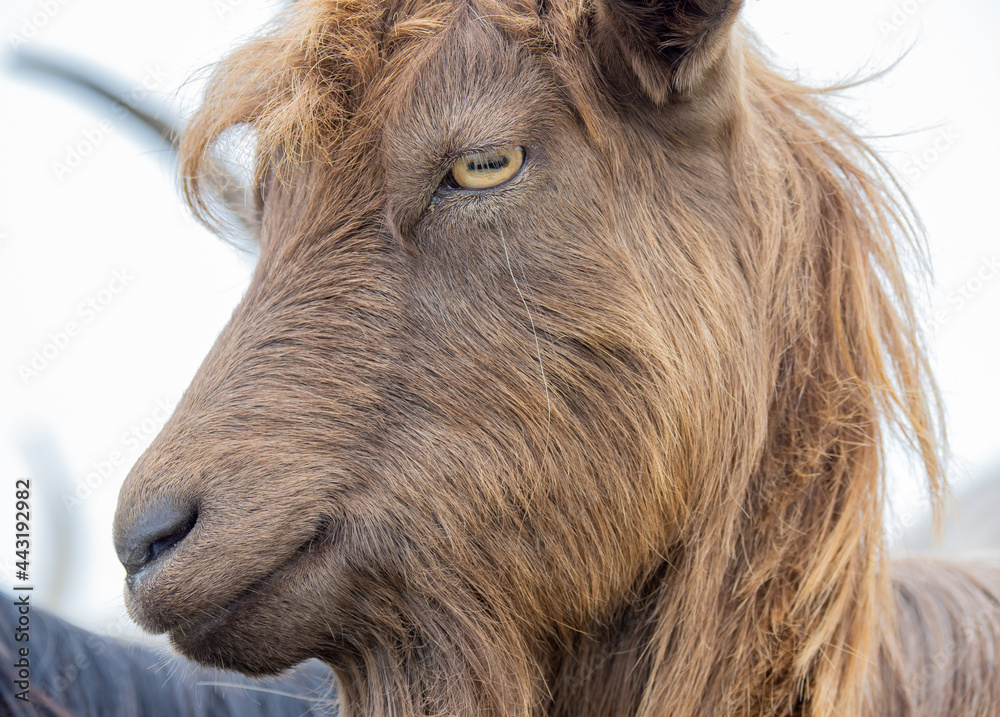 Female wild goat grazing in the meadows of the Italian Alps. Natural mountain environment