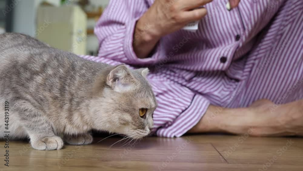 British cat eats a pill from hand. man takes care of the cat and gives
